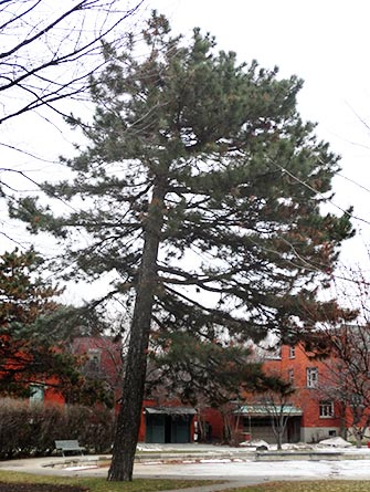 Scots pines