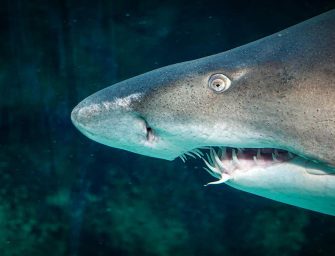The release of Jaws was <br>a disaster for sharks