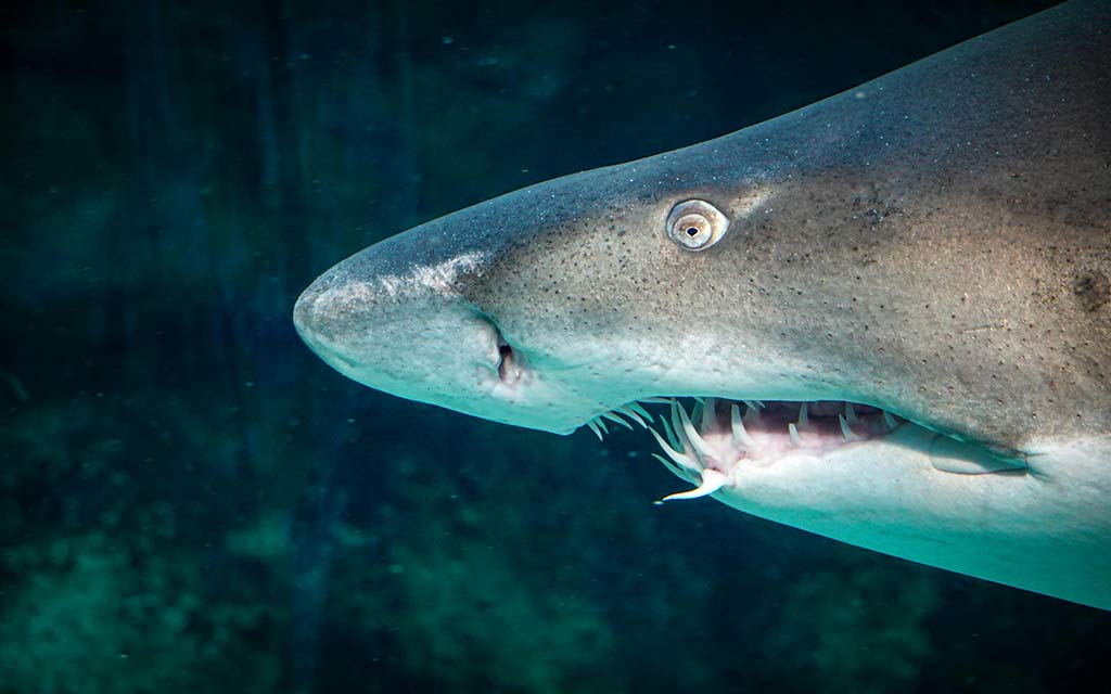 shark-in-profile_1024