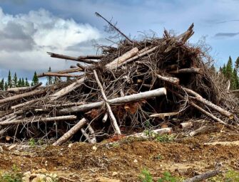 The Issue with Tissue <br>– A Boreal Love Story