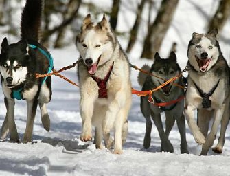 Cruauté envers les animaux <br>sans aucune conséquence
