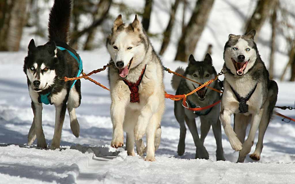 sled-dogs_1024