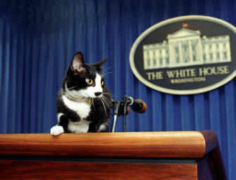 Presidential cats demand equal time
