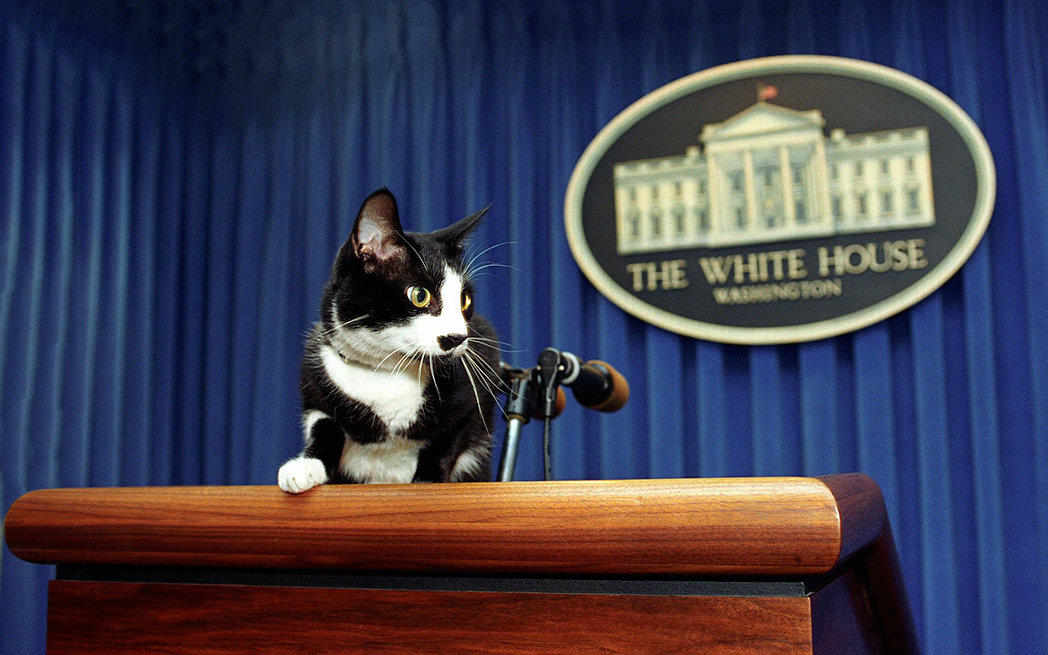 socks-presidential-cat_westmountmag