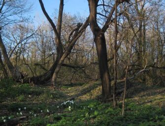 Westmount places: <br>Summit Woods