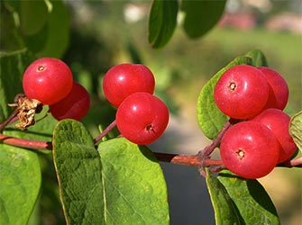 Fruit of Tatarian Honeysuckle