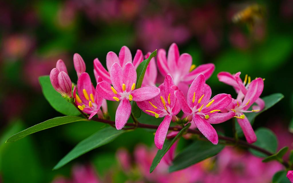 tatarian-honeysuckle_1024