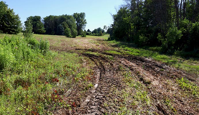 Monarch Butterfly Fields trampled by heavy machinery