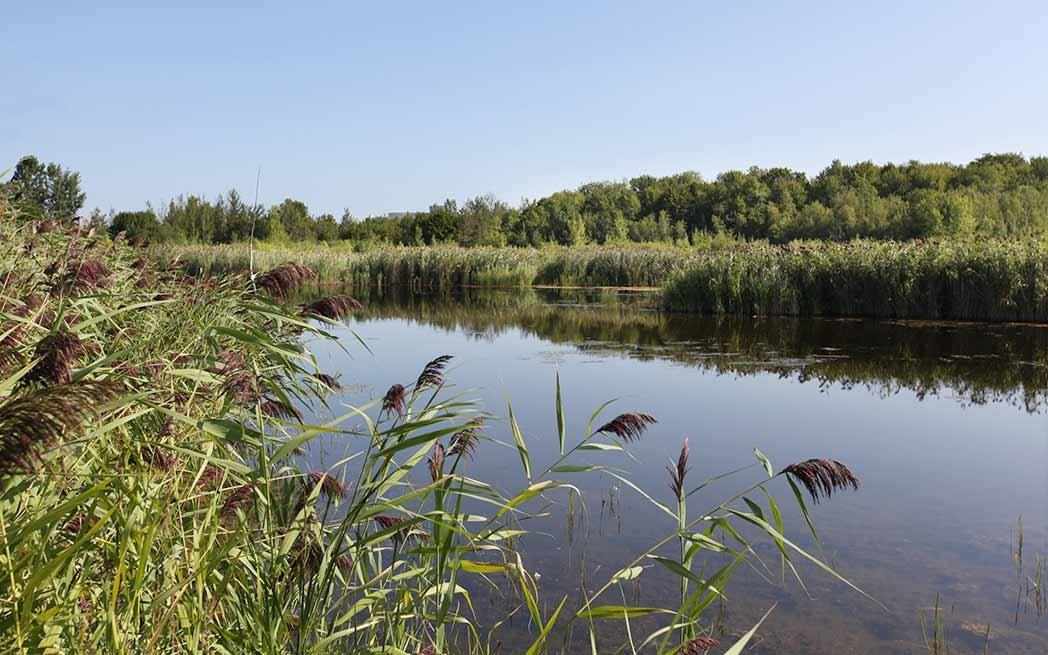 technoparc-wetlands_westmountmag