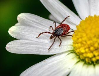 A guide to tick control <br>and mosquito removal