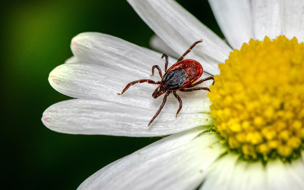 tick–erik-karits-1048