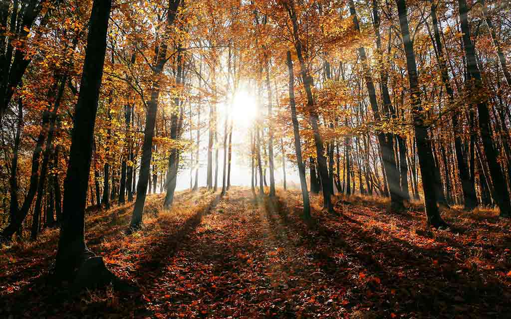 trees-sunshine_1024