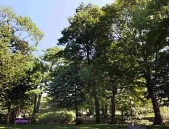 Westmount Park trees: <br loading=
