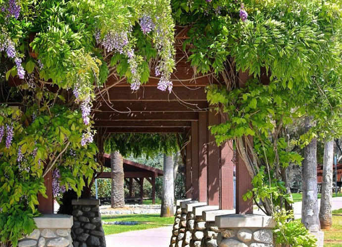 Trellis 