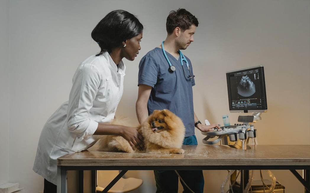 vet-assistant-dog-1048