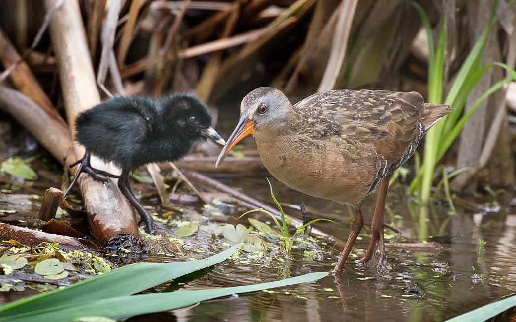 virginia-rail-and-downy-chick_westmountmag