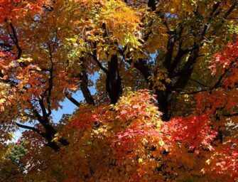 Redécouvrir les arbres <br>du parc Westmount /8