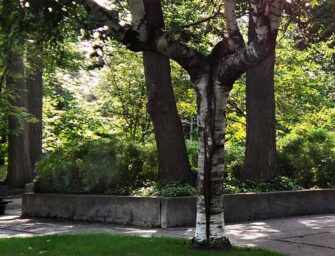 Westmount Park trees: <br loading=
