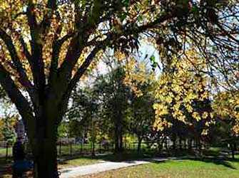 Érables / Maple trees - WestmountMag.ca