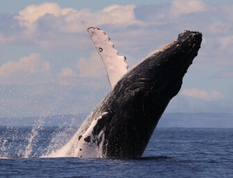A whale (and dolphin) of a tale