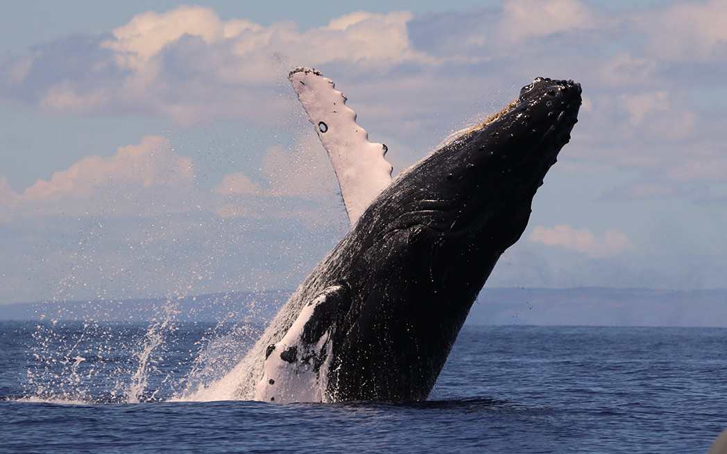 whale-watching-1048