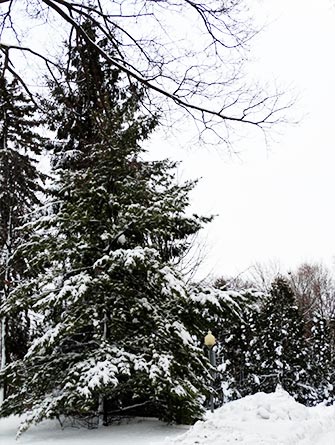 White pine