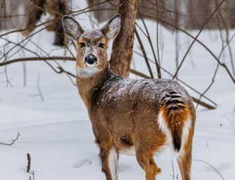 Wildlife management: <br>the same old story