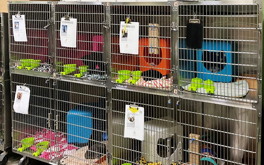 williamson-county-animal-centre-cat-quarters_1048_westmountmag.ca