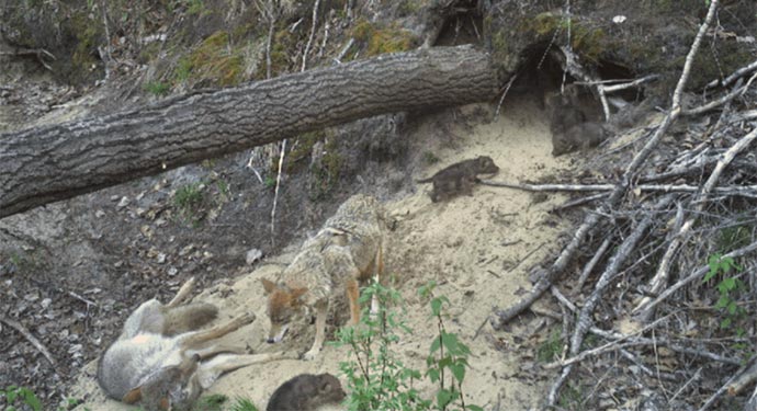 wolf family