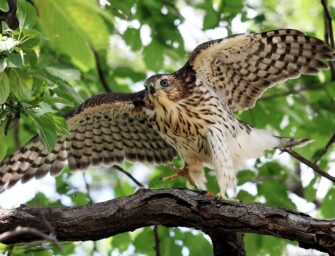 A happy ending for a <br>family of Cooper’s Hawks