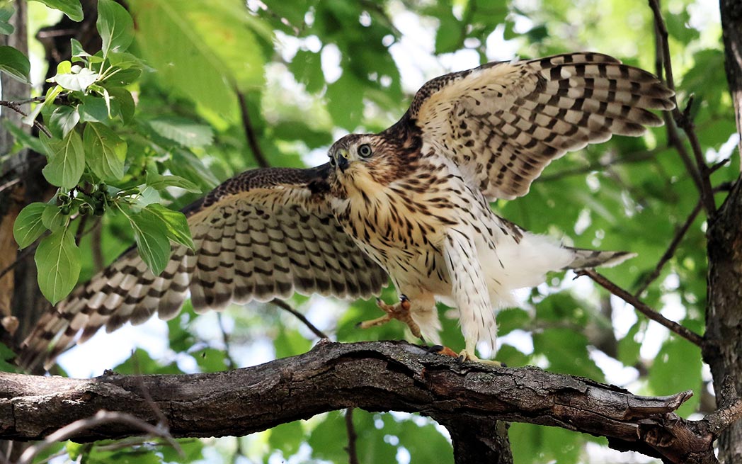 young-coopers-hawk-branching_westmoutmag.ca
